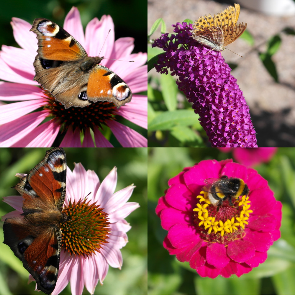 Mesibaari, nektarbar, pollinerare