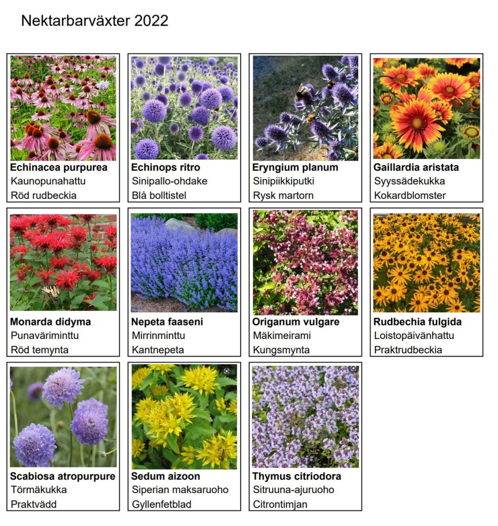 nektarbar, mesibaari, pollinerare